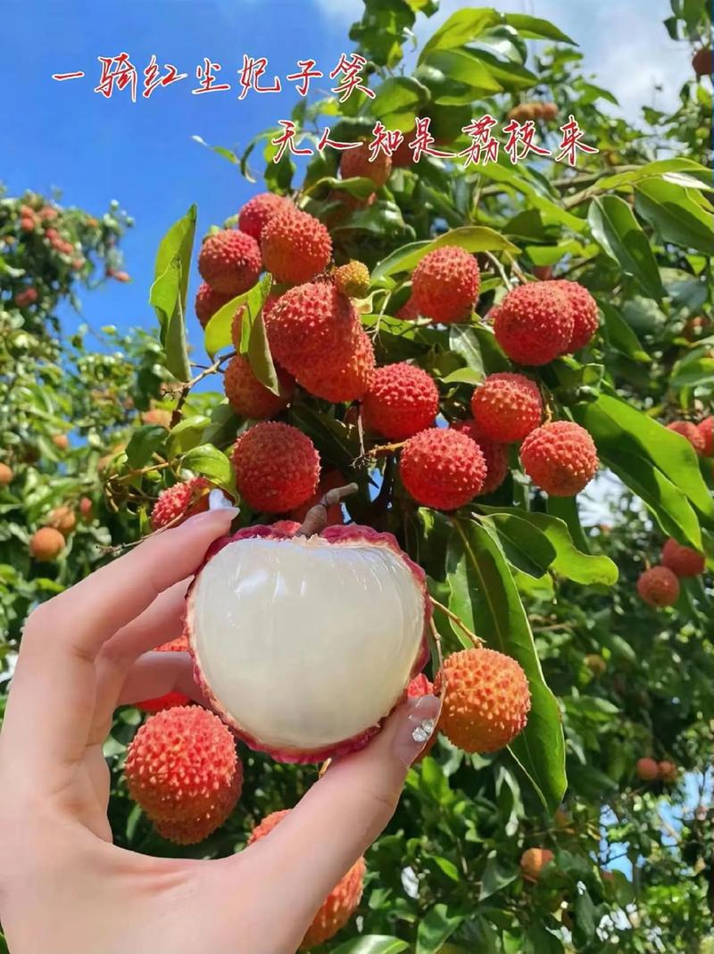 從“一騎紅塵妃子笑”到全球冷鏈：古今冷庫運(yùn)輸?shù)那暄葑? />
                  </a>
                </div>
                <div   id=